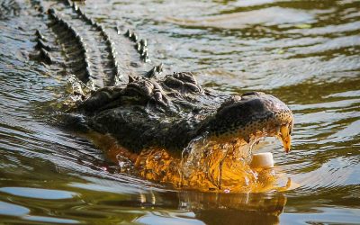 Inundații în Australia: Poliția avertizează asupra riscului de crocodili în zonele inundate