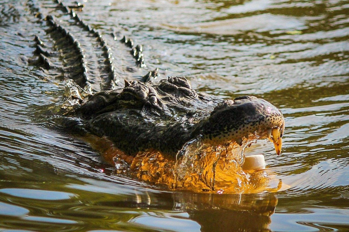 Crocodili periculoși în Teritoriul de Nord, Australia: peste 1.000 de evacuări după inundații masive În urma unor ploi torențiale care au dus la inundații de amploare în regiunile nordice ale Australiei, autoritățile locale au emis o alertă acută privind prezența extrem de vizibilă a crocodililor în zonele afectate