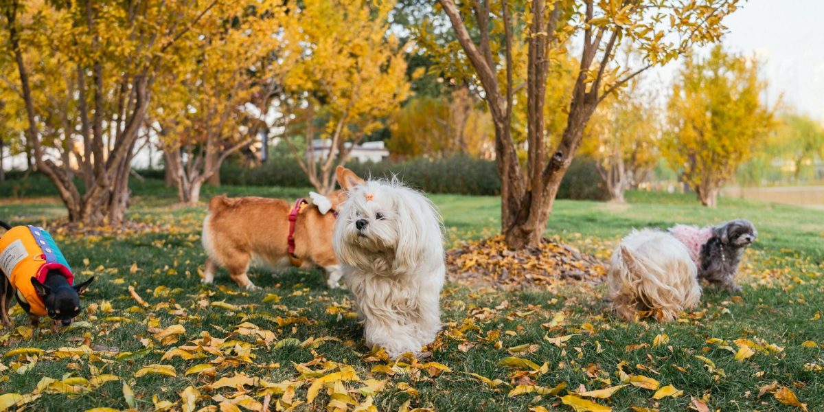 Doar trei amenzi pentru plimbarea câinilor fără lesă în Sectorul 4 al Capitalei în 2025