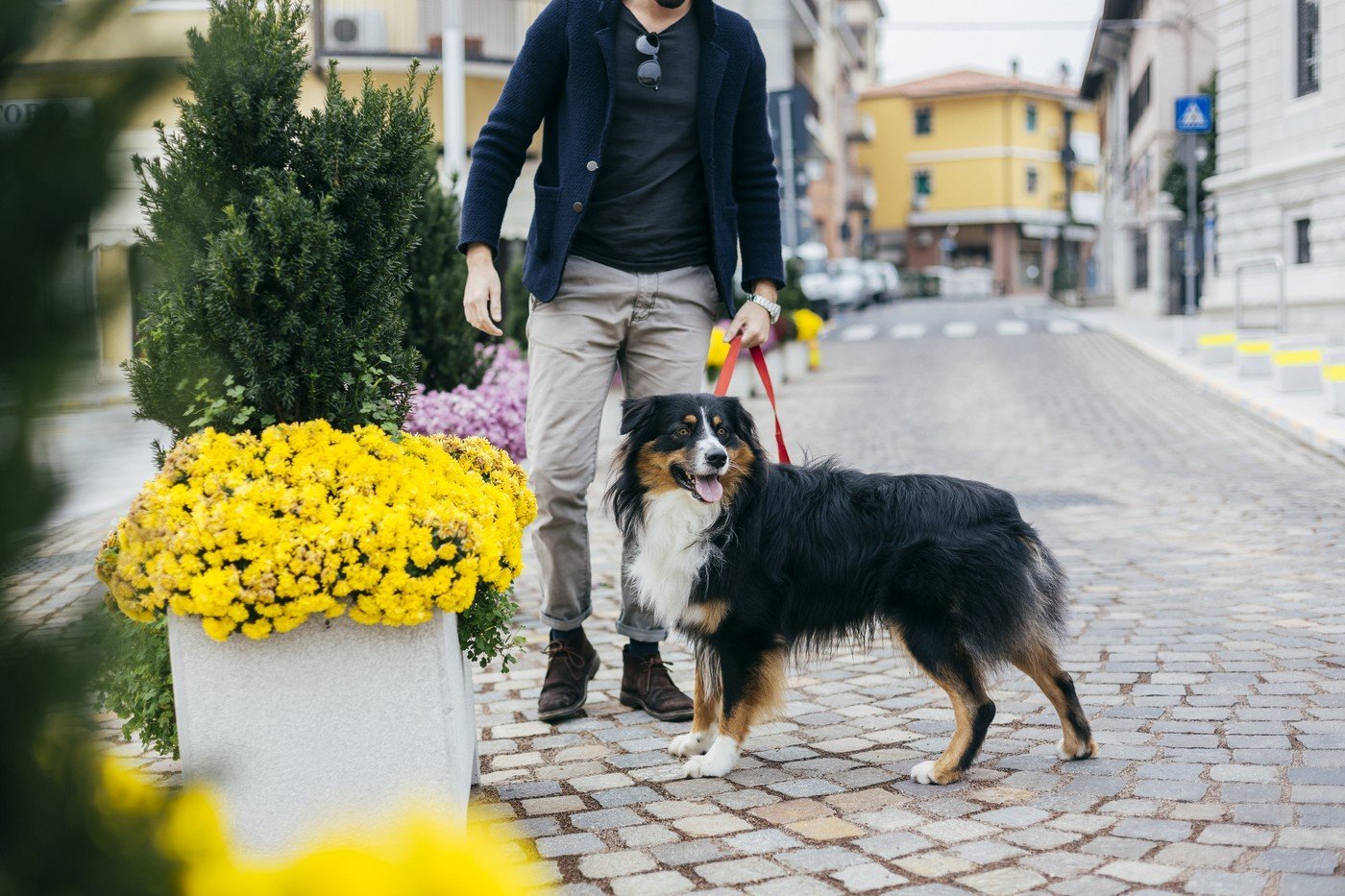 Plimbările cu câinii în spațiile publice devin tot mai reglementate în România, iar nerespectarea acestor reguli poate duce atât la sancțiuni financiare, cât și la conflicte între cetățeni