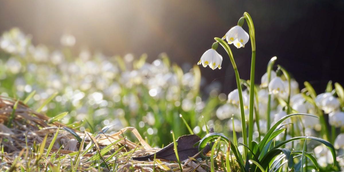 ANM anunță vreme caldă și ploi în următoarele două săptămâni