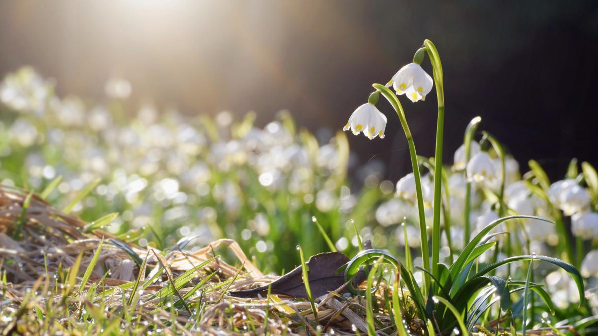 Vremea va rămâne caldă în România până la sfârșitul lunii martie, dar există semne de schimbare în perspectiva specialiștilor, având în vedere estimările Administrației Naționale de Meteorologie (ANM)