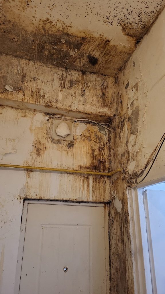 Bucătării inspectate de ANPC: mizerie, mucegai și insecte
