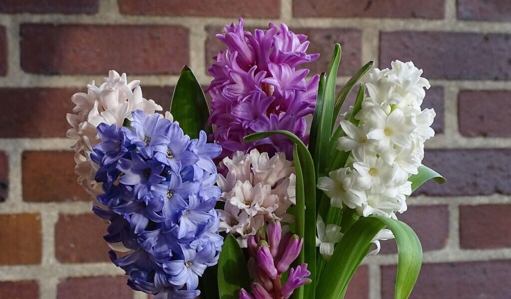 bouquet-of-flowers-hyacinth-spring-flower-garden-hyacinth-asparagus-fragrant-cut-flower-stockpack-pi.jpeg - StiriAlese