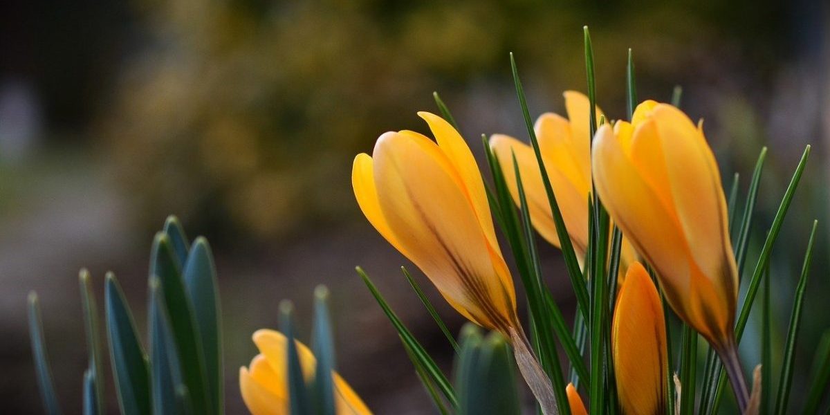 branduse-primavara-e1614499262561.jpg - StiriAlese