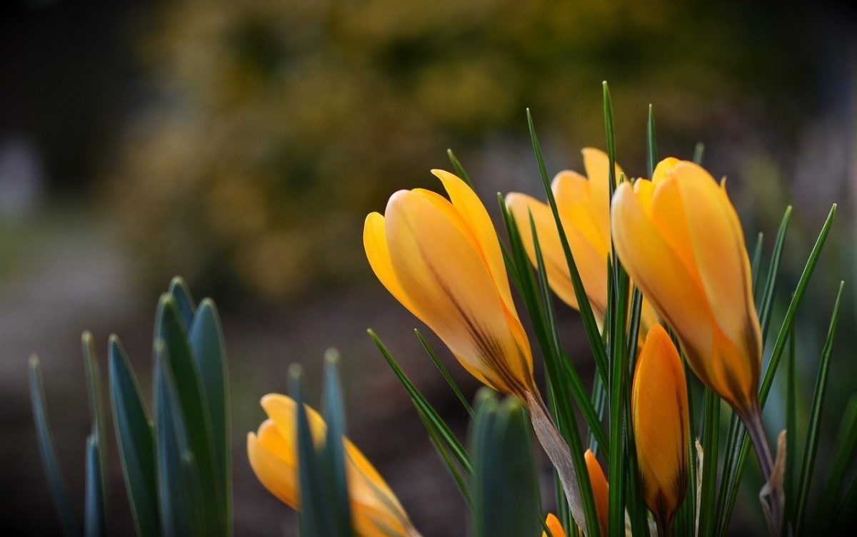 Primăvara anului 2023 se anunță a fi mai caldă decât de obicei în majoritatea regiunilor din România, conform ultimelor prognoze emise de Administrația Națională de Meteorologie (ANM)