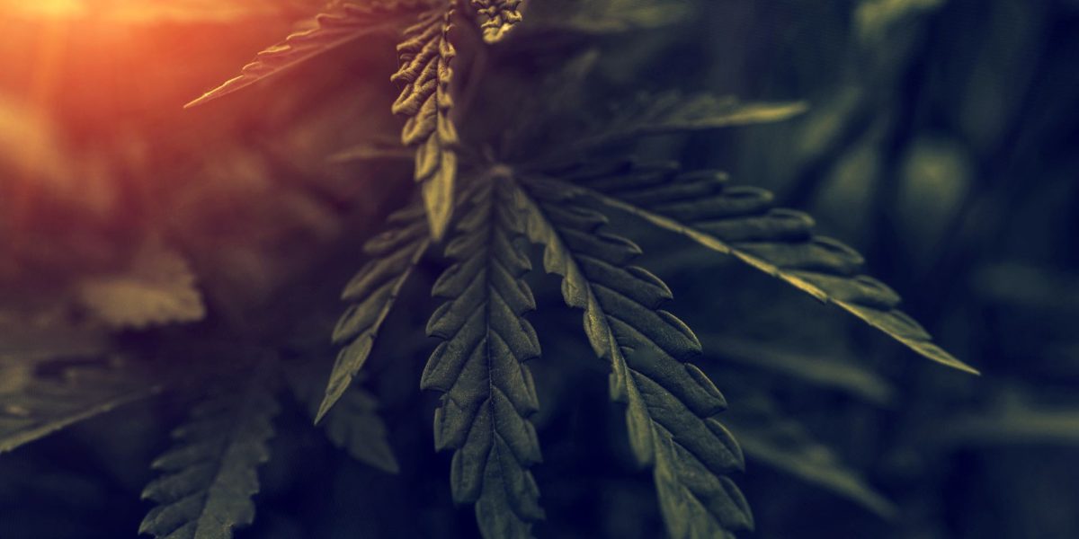 Cum afectează canabisul memoria și capacitatea de a salva informații