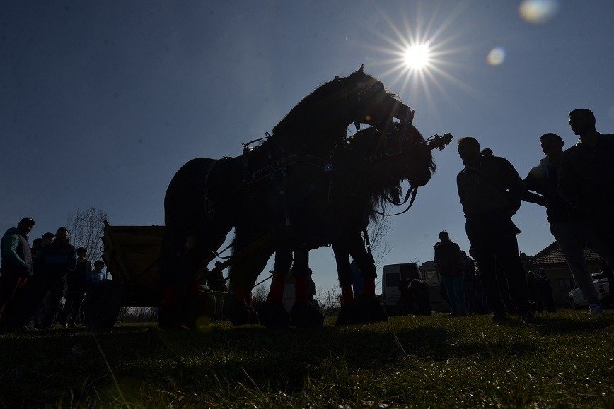 caruta-cai.jpg - StiriAlese