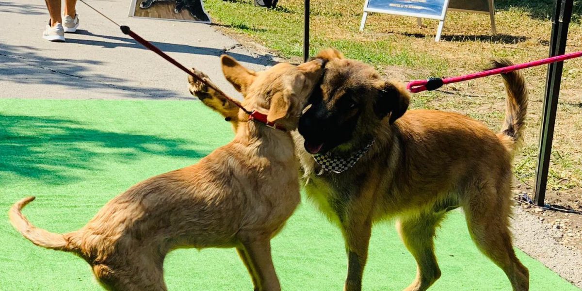 catei.jpg - StiriAlese