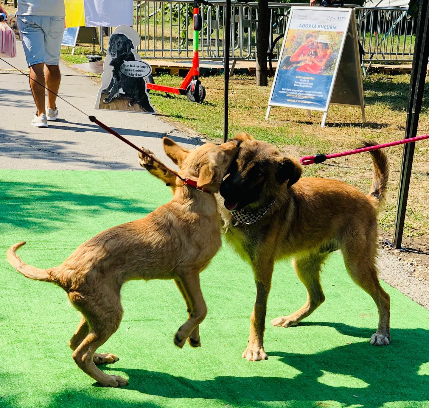 ASPA organizează un târg de adopții pe 28 martie în Sectorul 3