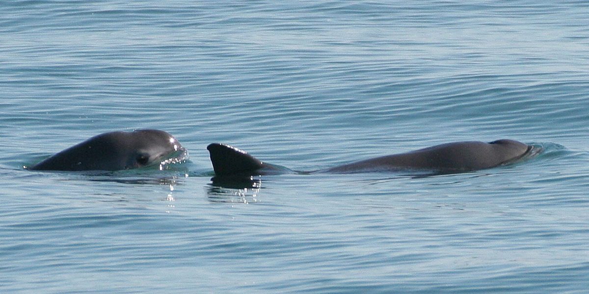 cel-mai-rar-animal-wiki_Descopera-3.jpg - StiriAlese