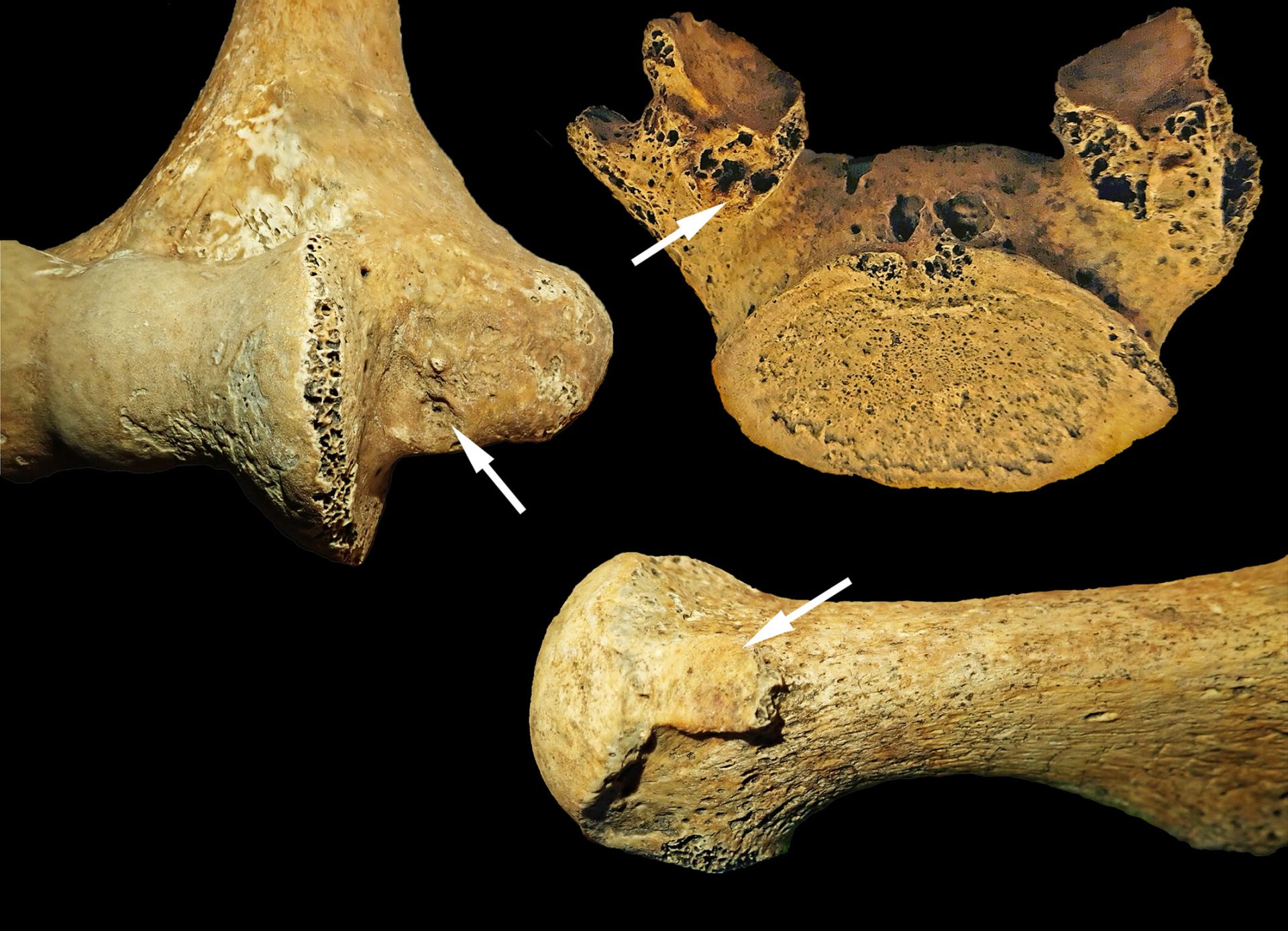 O descoperire arheologică surprinzătoare din Ungaria scoate la iveală noi perspective asupra rolurilor de gen în societățile din Epoca de Piatră