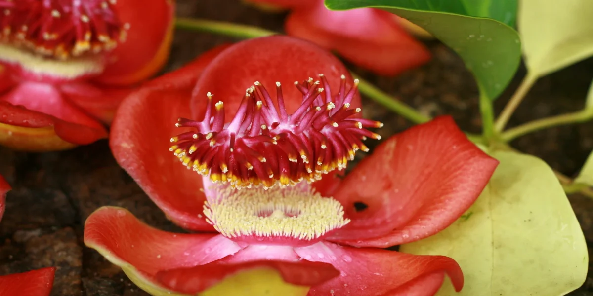 floare-exotica-planta-inedita-e1772653051290.jpg - StiriAlese