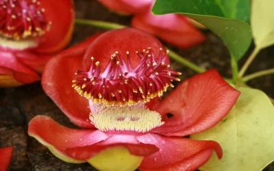 floare-exotica-planta-inedita-e1772653051290.jpg - StiriAlese