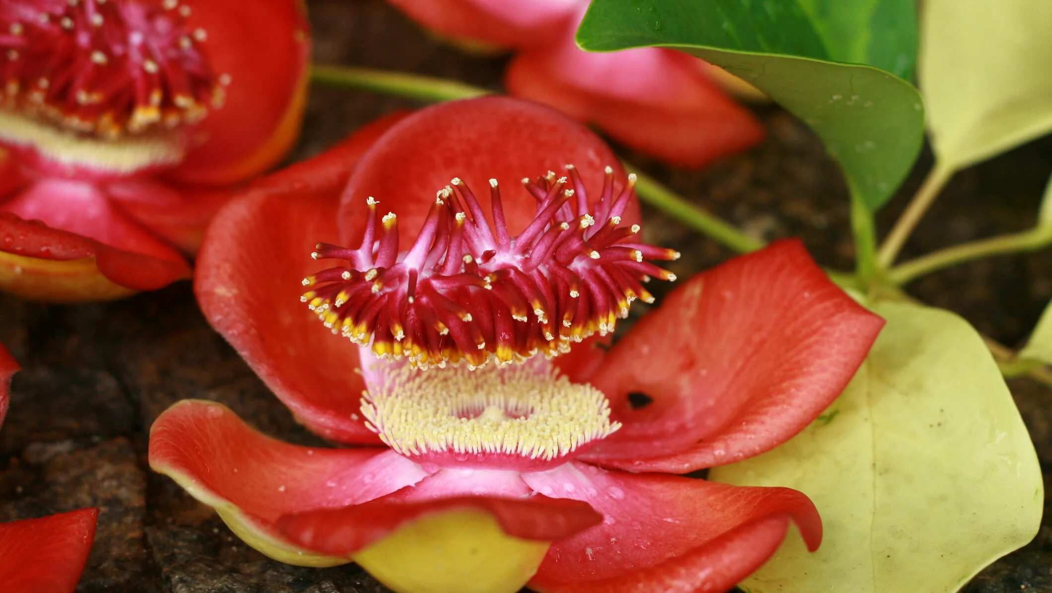 Plante inedite pentru iubitorii de verdeață: un paradis al opțiunilor în România Cine spune că spațiile mici sau climatul temperat al României limitează posibilitatea de a avea o colecție de plante rare și spectaculoase? În realitate, pasionații pot descoperi o varietate uimitoare de specii neobișnuite, potrivite pentru orice mediu, fie acasă, fie în sere și grădini