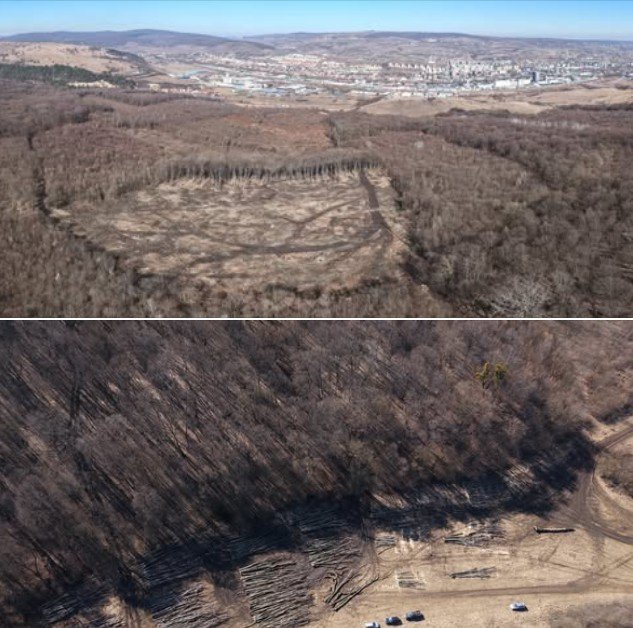 Tăieri masive în păderea de pe marginea orașului: aproape două hectare din Hoia-Baciu, devastate în doar câteva zile Trecerea zilelor aduce vești alarmante pentru iubitorii de natură și pentru cei care apreciază patrimoniul natural al Clujului