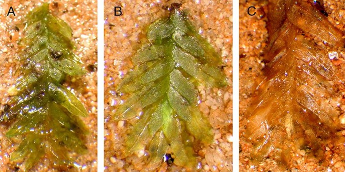 muschiul-a-rezolvat-misterul-unei-profanari_von-Konrat-et-al_Forensic-Sciences-Research-2026_descope.jpeg - StiriAlese