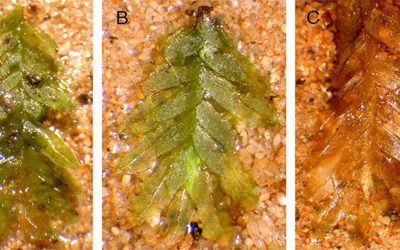 muschiul-a-rezolvat-misterul-unei-profanari_von-Konrat-et-al_Forensic-Sciences-Research-2026_descope.jpeg - StiriAlese