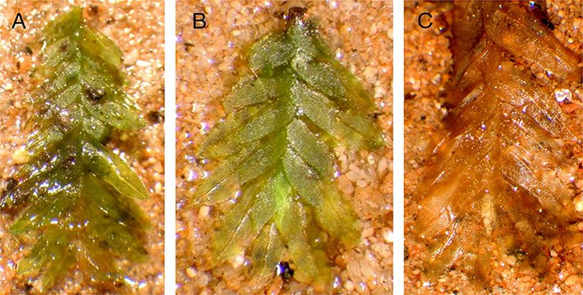 Un mic fragment de mușchi, aparent lipsit de importanță într-un dosar criminalistic, a fost liantul care a adus la lumină adevărul într-un caz de profanare de morminte din Illinois