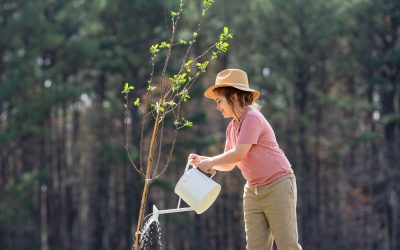 Copacii plantați în martie: secretul pentru prindere rapidă