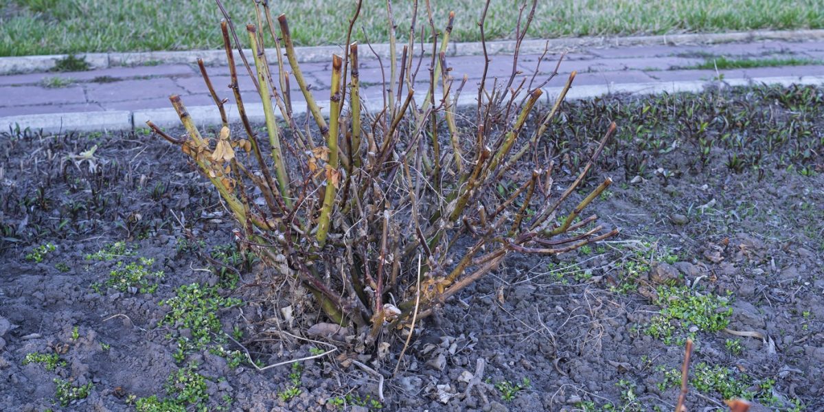 profimedia-0985528326.jpg - StiriAlese