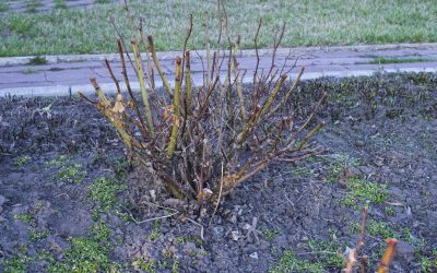 profimedia-0985528326.jpg - StiriAlese