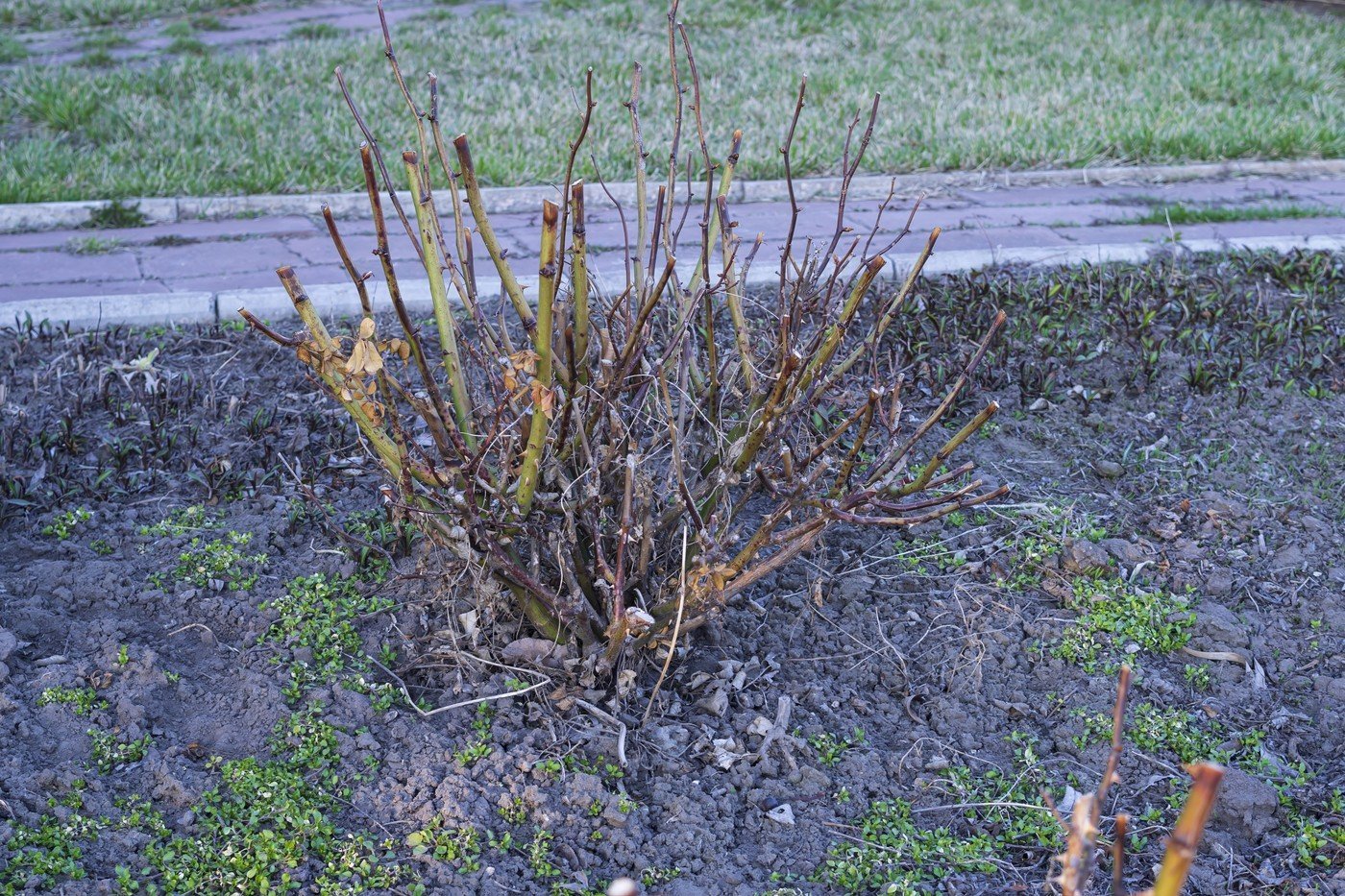 Primăvara aduce odată cu vremea caldă și timpul pentru revitalizarea și întreținerea grădinilor de trandafiri