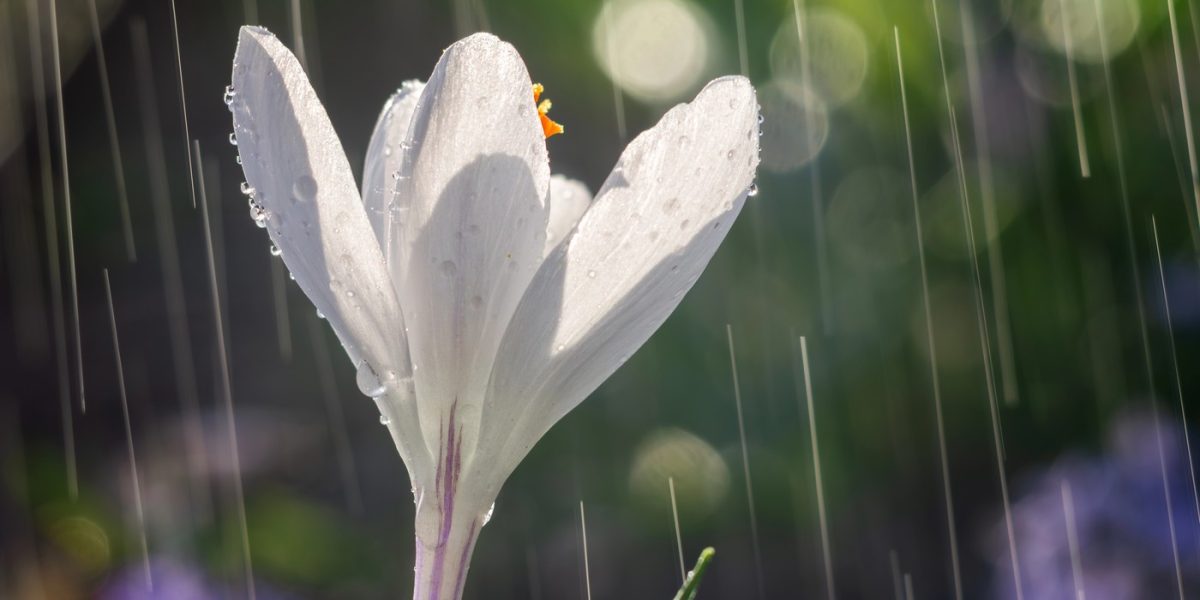 profimedia-0986755680.jpg - StiriAlese