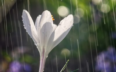 profimedia-0986755680.jpg - StiriAlese