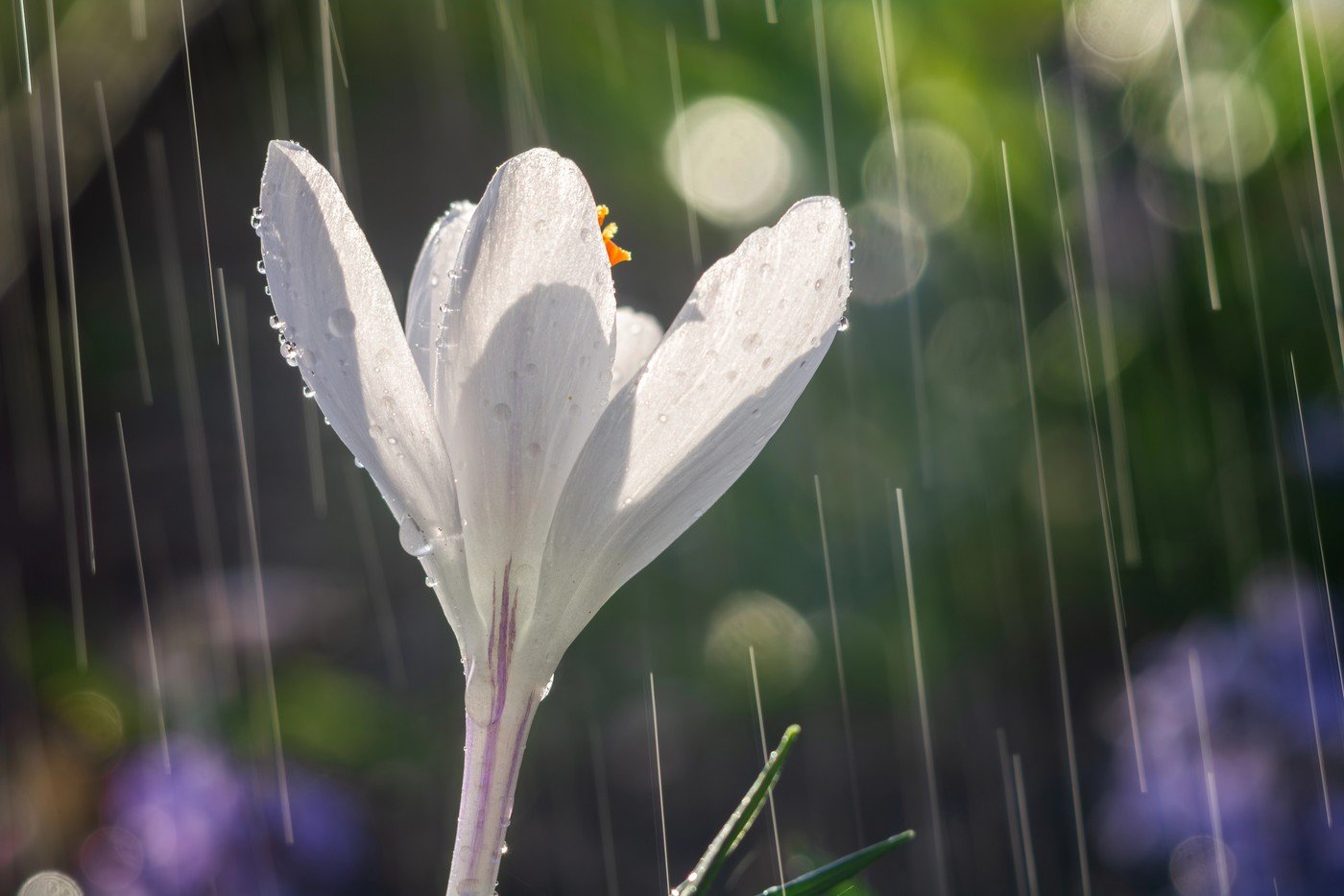 Vremea de primăvară se instalează devreme în România, cu temperaturi mai calde decât media pentru această perioadă a anului, dar și cu provocări legate de precipitații