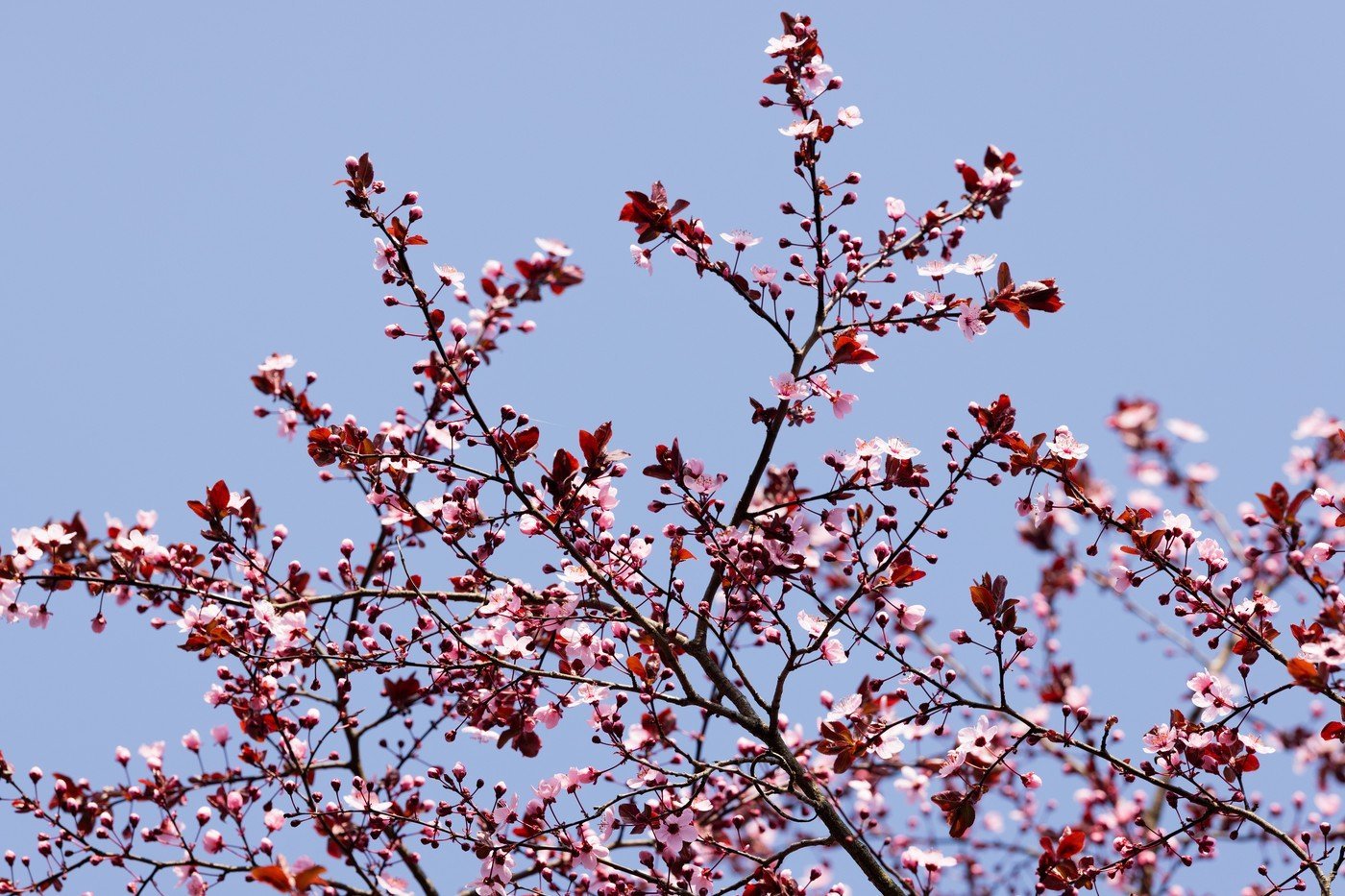Primăvara se anunță a fi una nemiloasă din punct de vedere climatic în ceea ce privește vremea în România