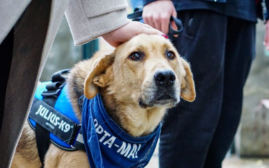 Bucureștenii iubitori de animale au o nouă oportunitate de a adopta prieteni patrupezi la PetExpo 2026 Weekend-ul acesta, Romexpo devine centrul atenției iubitorilor de animale, care au șansa să contribuie la salvarea vieților necuvântătoarelor și să găsească un nou membru al familiei