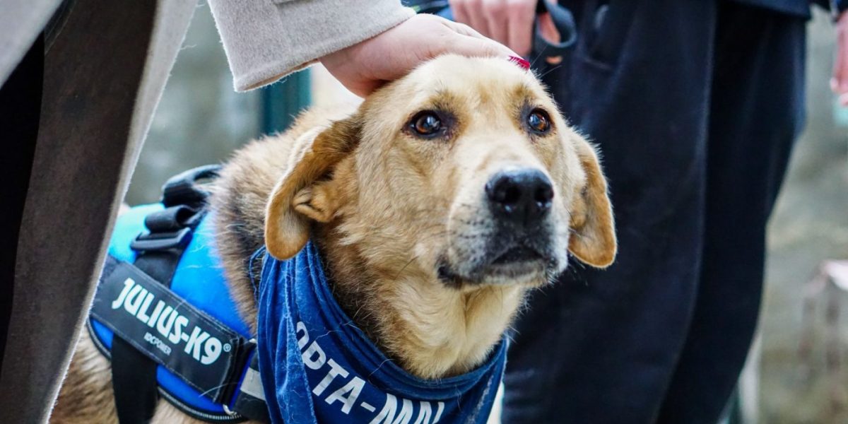 Protecția Animalelor Sector 1 la PetExpo cu patru câini pentru adopție