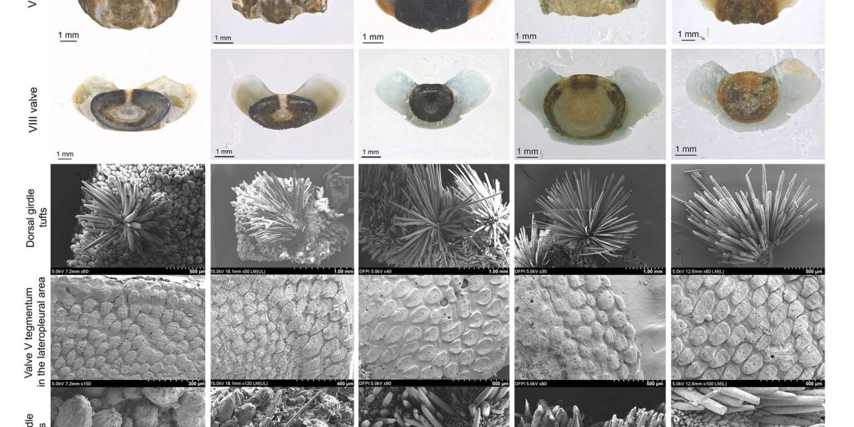specie-de-molusca-straveche_Kim_Hwang_Marine-Life-Science-Technology-2026_descopera-4.jpg - StiriAlese