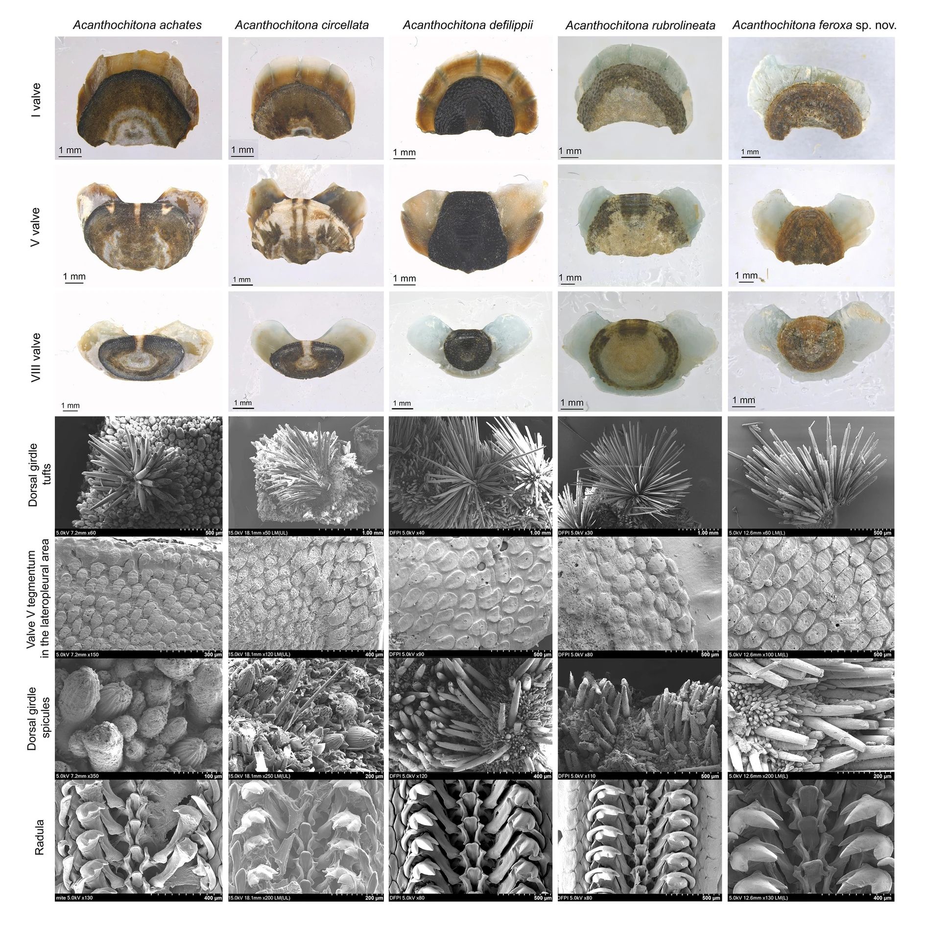 O nouă specie de moluscă străveche, descoperită în apele sud-coreene, păstrează mistere de milioane de ani O echipă de cercetători din Coreea de Sud a făcut o descoperire remarcabilă: identificarea unei noi specii de chiton, moluscă marine de o vechime impresionantă, care pare să fi rămas aproape neschimbată în ultimii 300 de milioane de ani