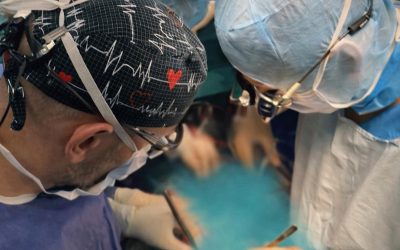 transplant-cord.jpg - StiriAlese