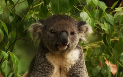 ursi-koala-disparitie-e1558430430109.jpg - StiriAlese