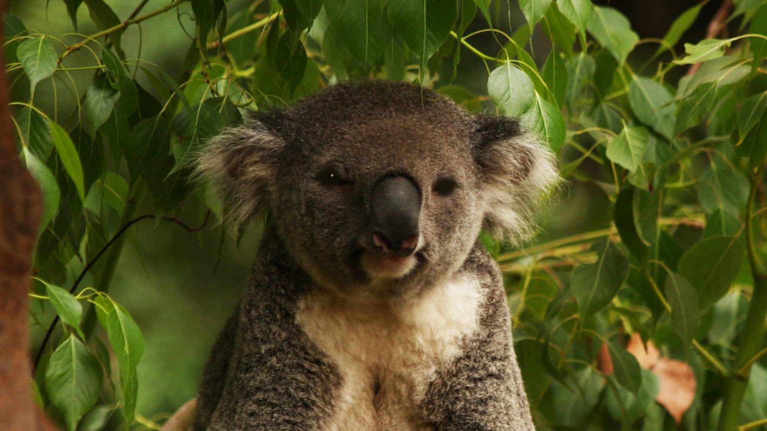 Refacerea populațiilor de koala din Australia oferă o nouă perspectivă asupra rezilienței speciilor amenințate, arătând că recuperarea genetică nu depinde exclusiv de diversitatea genetică brută