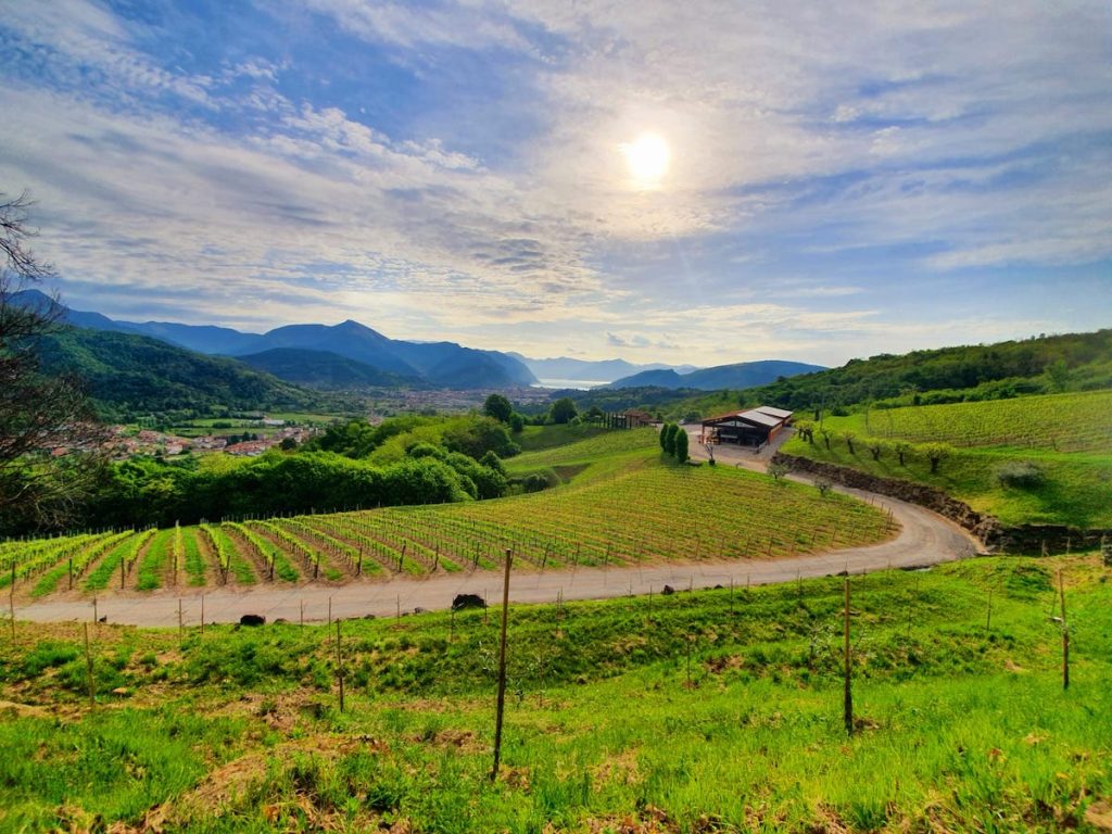 Femeile conduc în proporție de unul din patru întreprinderi din regiunea Toscana, o regiune emblematică pentru peisajele sale idilice și pentru tradiția agricolă de lungă durată