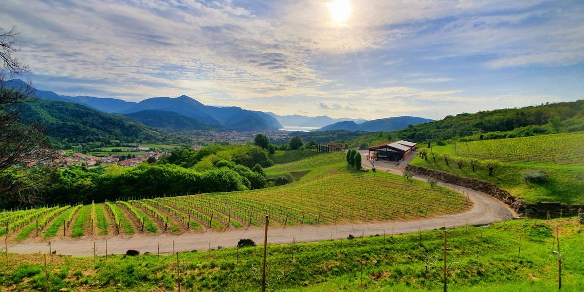 vin-italia-peisaj-vita-de-vie.jpeg - StiriAlese