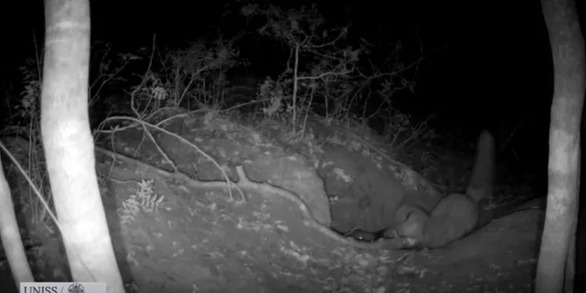 vulpe-rosie-vaneaza-un-pui-de_Buelli-C-et-al-2026-via-Live-Science_descopera.jpg - StiriAlese