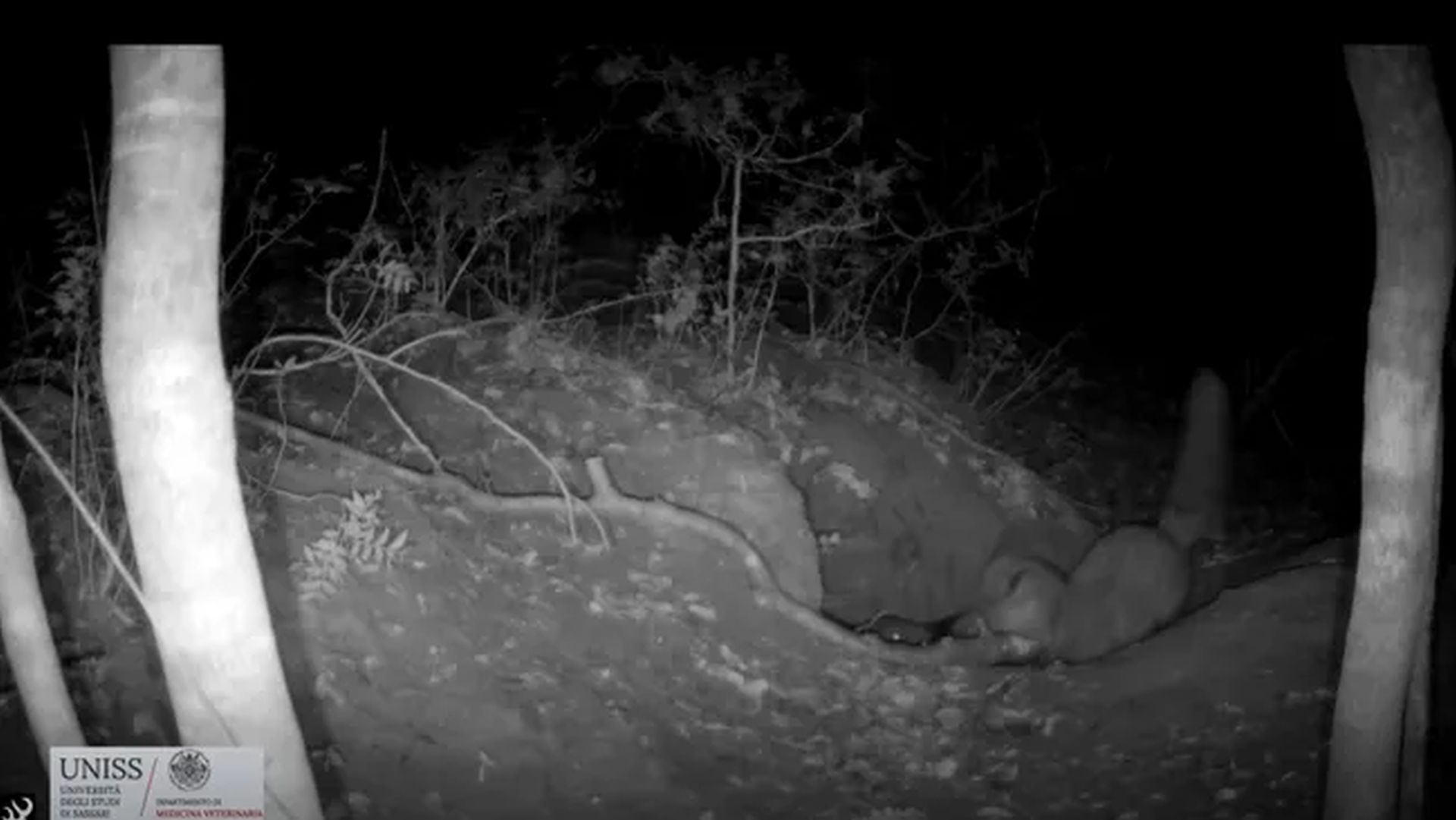 Primul videoclip din lume care surprinde o vulpe roșie vânând un pui de lup