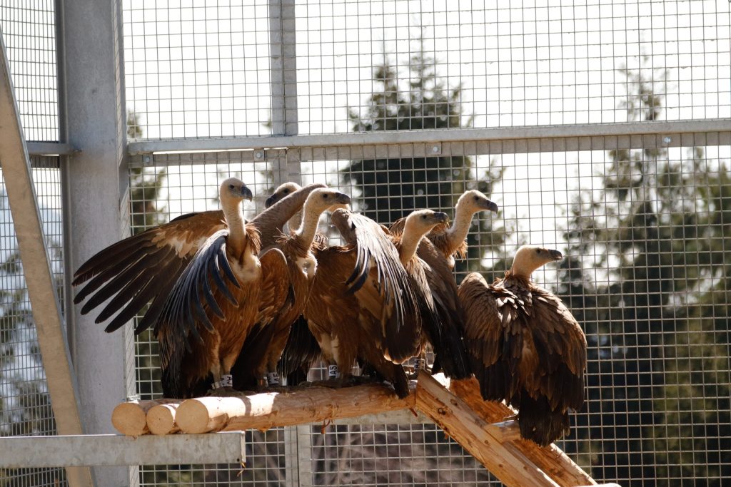 România face un pas important în conservarea biodiversității sale: primele 25 de exemplare de vultur sur (Gyps fulvus) au fost aduse recent în țară și plasate într-o volieră de aclimatizare, situată în apropierea comunei Rucăr, în județul Argeș