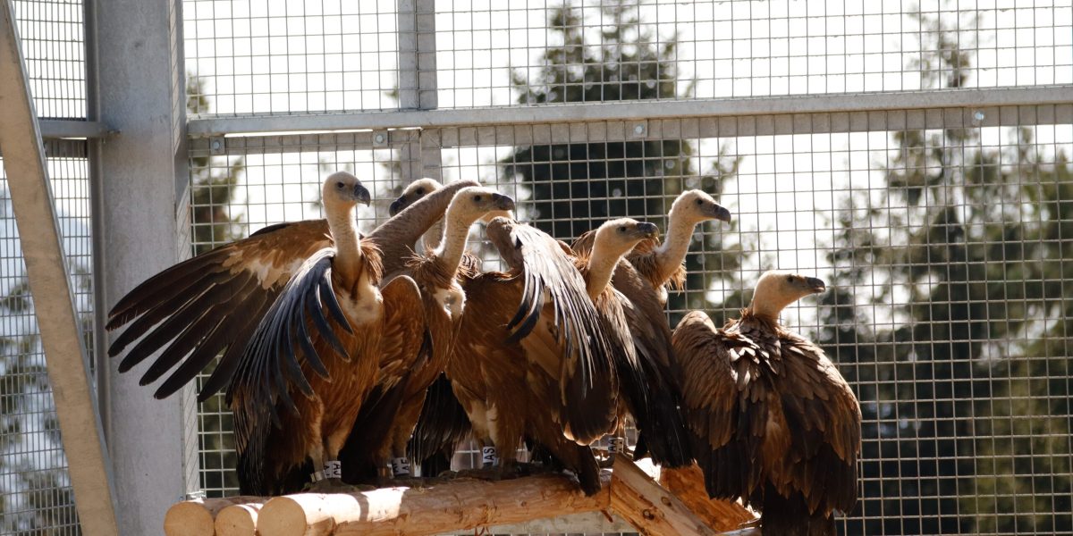 vulturi-sur-scaled.jpeg - StiriAlese