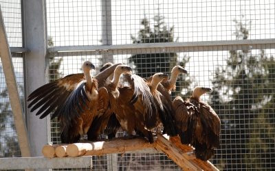 Primele 25 de vulturi sur din Spania, reintroduse în România după dispariția din secolul XX