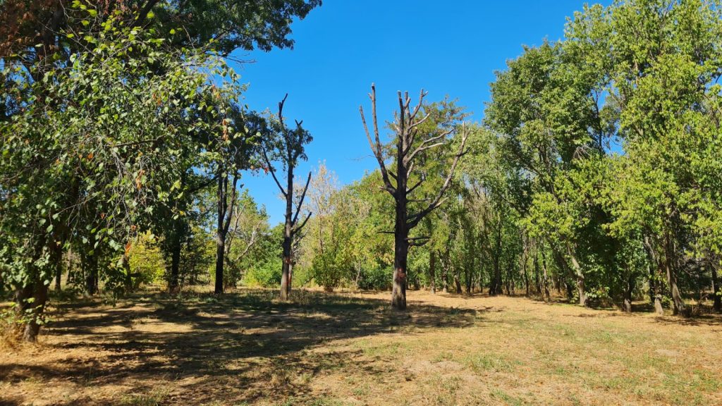 Atelier în Parcul Tineretului: Secretele îngrijirii arborilor maturi