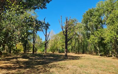 Atelier în Parcul Tineretului: Secretele îngrijirii arborilor maturi