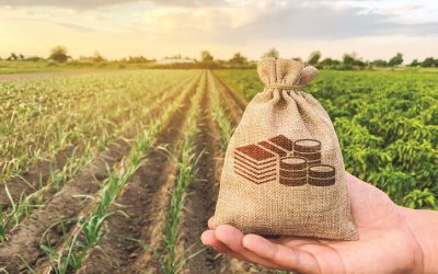 Străinii, pe banii statului: Arabi, italieni și nemți, mari beneficiari de subvenții în agricultură