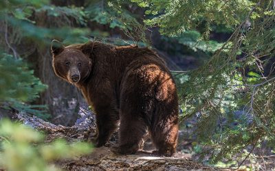 Urșii, Vânați Dublu În 2026: Decizie Controversată În Parlamentul României