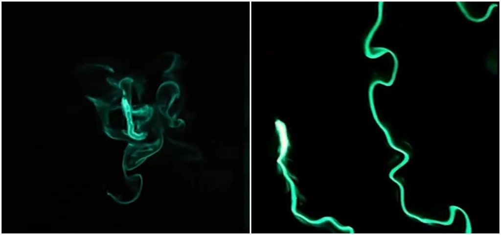 Viermi de foc bioluminiscenți „aprind” Oceanul în LONG BEACH, SUA. Imagini VIRALE